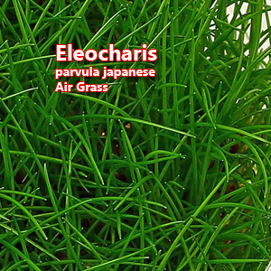 Eleocharis parvula japanese Air Grass